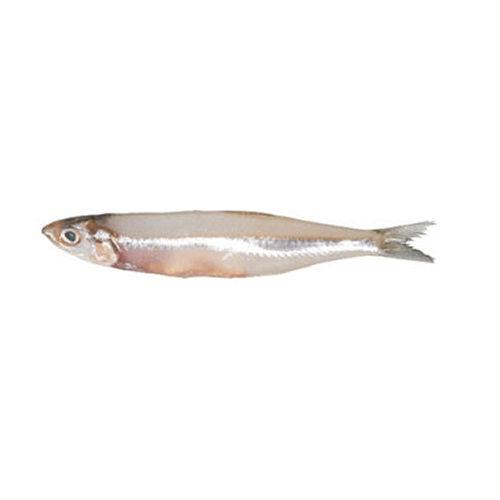 Commersons anchovy