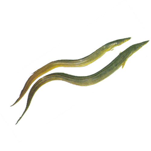 Indian conger eel