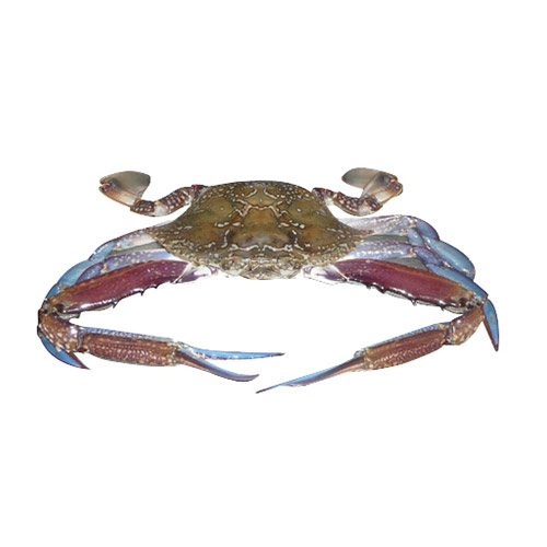 Sea crab